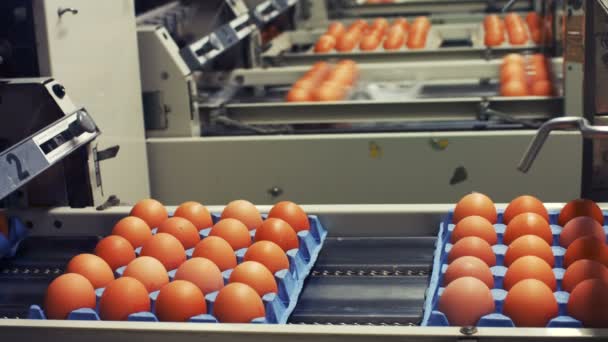 Коробки с яйцами движутся по производственной линии — стоковое видео