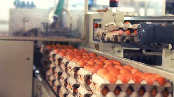 Huevos cartones que se mueven en la línea de producción — Vídeo de stock