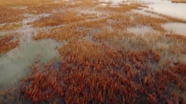 Вид на водно-болотные угодья в солнечный день — стоковое видео