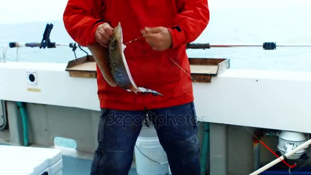 Pescatore rimozione gancio da un pesce raggio — Video Stock