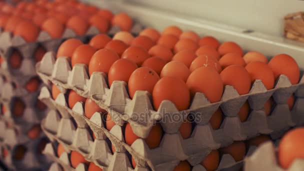Коробки с яйцами движутся по производственной линии — стоковое видео