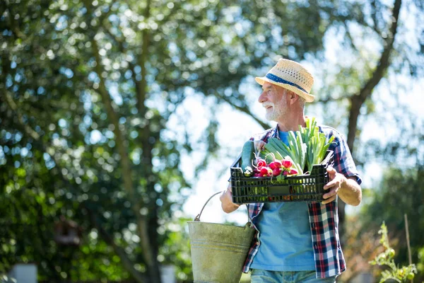 Senior mannen håller låda färska grönsaker — Stockfoto