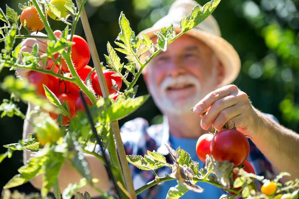 Senior man controleren van groenten in de tuin — Stockfoto