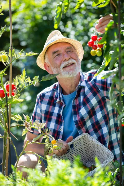 Hombre mayor sosteniendo tomate cherry — Foto de Stock