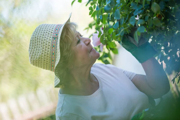 Seniorin riecht Blume im Garten — Stockfoto