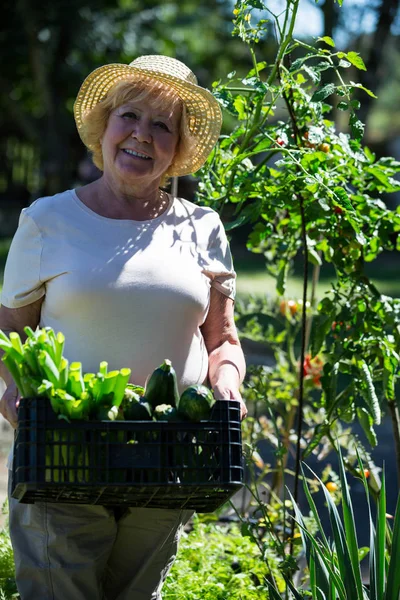 Senior vrouw met krat met verse groenten — Stockfoto