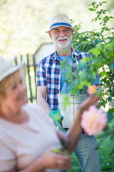 Senior man die met potplant in de tuin — Stockfoto