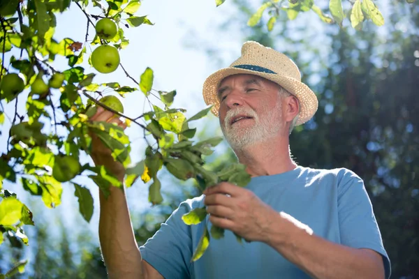 Senior man controleren van fruit in de tuin — Stockfoto