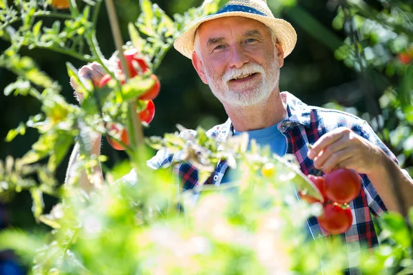 Uomo anziano che controlla le verdure in giardino — Foto Stock