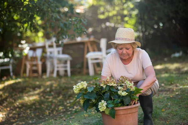 Senior vrouw vervoeren potplant — Stockfoto