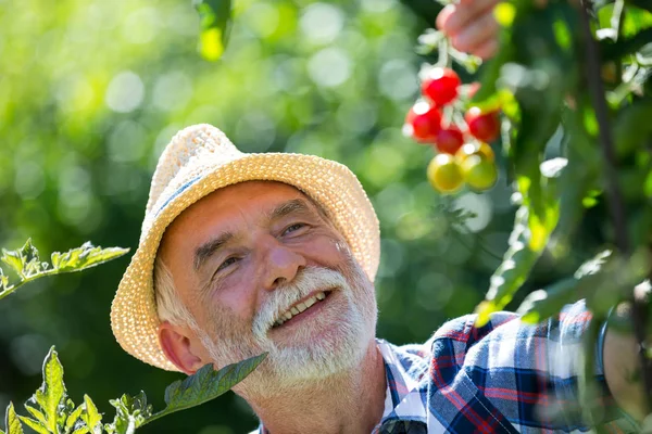 Hombre mayor sosteniendo tomate cherry en el jardín — Foto de Stock