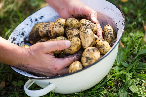 Женские руки, удаляющие почву из картошки — стоковое фото