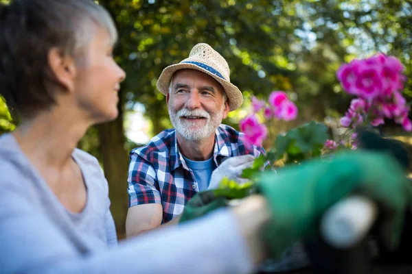 Giardinaggio di coppia anziana in giardino — Foto Stock