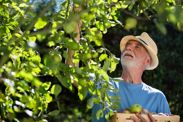 Hombre mayor revisando frutas en el jardín — Foto de Stock