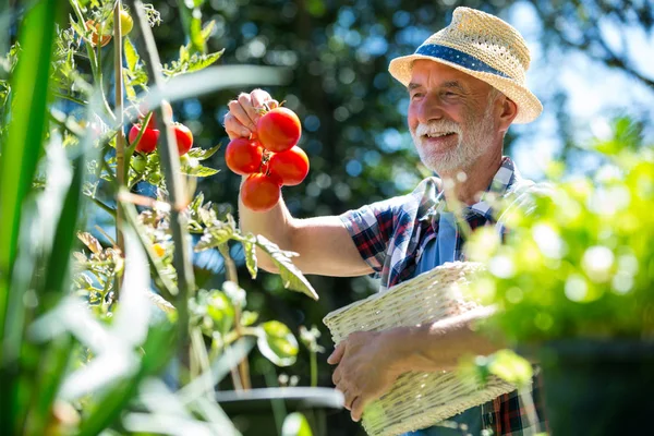 Homme âgé vérifiant les légumes dans le jardin — Photo