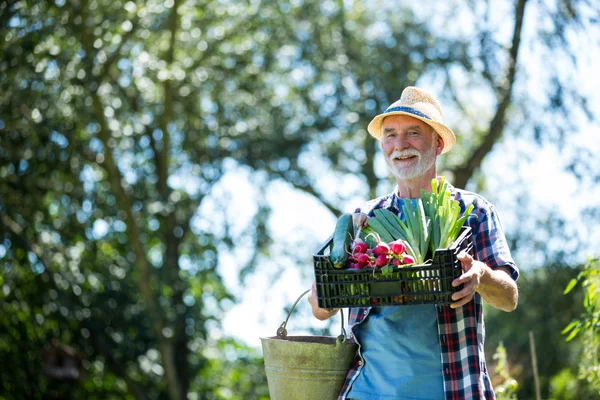 Uomo anziano che detiene cassa di verdure fresche — Foto Stock
