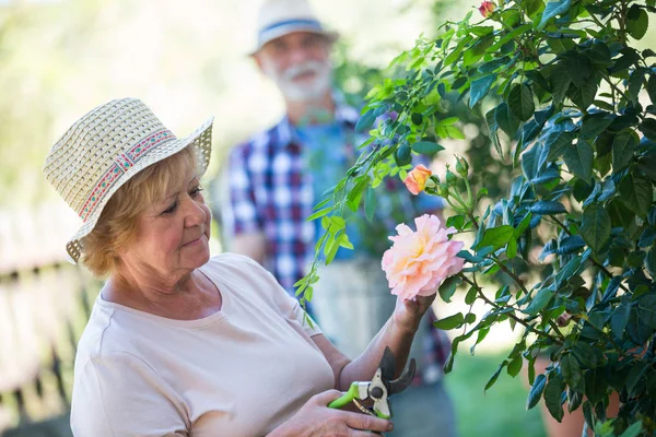 Seniorin schneidet Blume mit Gartenschere — Stockfoto