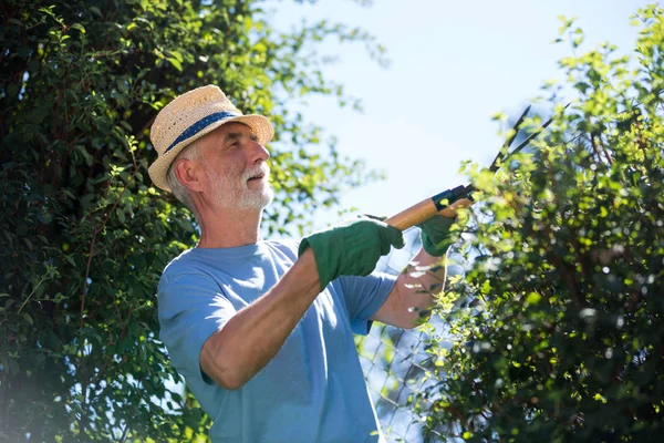 Senior man trimmen planten met snoeischaar — Stockfoto