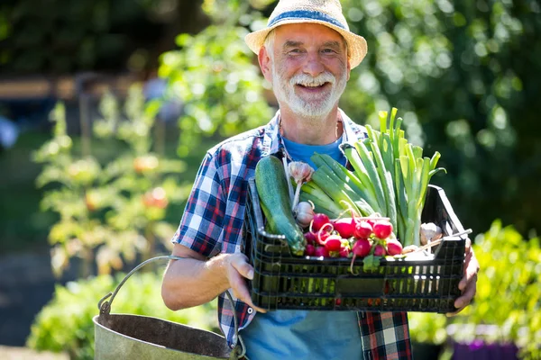 Hombre mayor sosteniendo cajón de verduras frescas — Foto de Stock