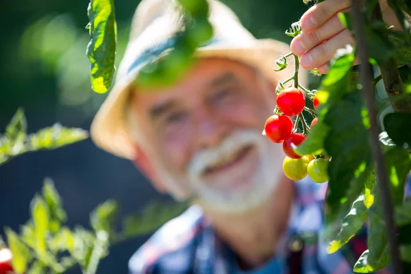 Senior man met cherry tomaat in de tuin — Stockfoto