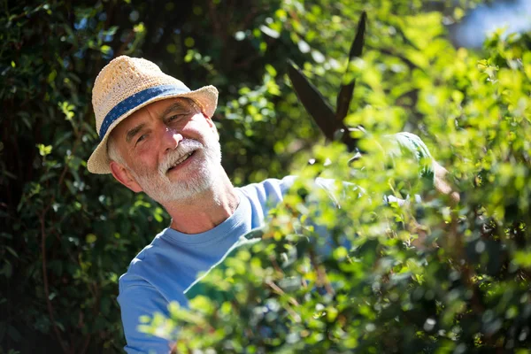 Starší muž oříznutí rostliny s zahradnické nůžky — Stock fotografie