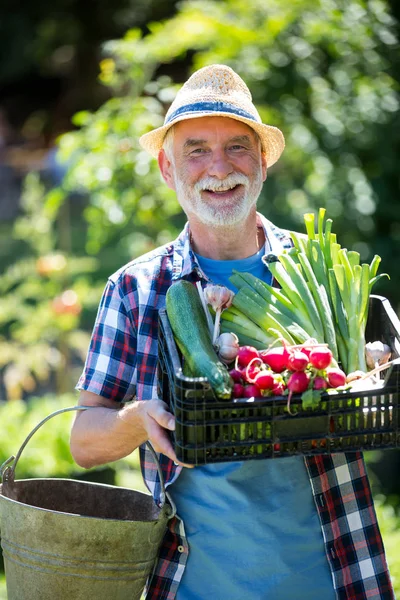 Hombre mayor sosteniendo cajón de verduras frescas — Foto de Stock