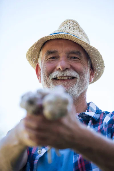 Senior man die van vers geplukte knoflook bol — Stockfoto