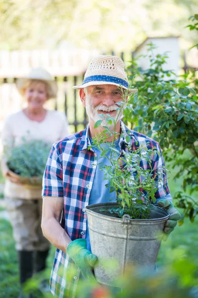 Hombre mayor de pie con maceta en el jardín —  Fotos de Stock