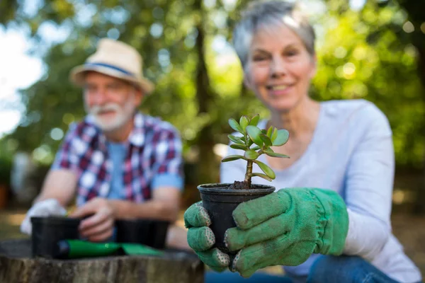 Senior par trädgårdsskötsel i trädgården — Stockfoto