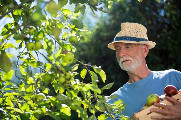 Uomo anziano che controlla la frutta in giardino — Foto Stock