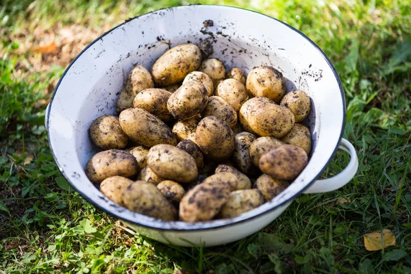 Nahaufnahme von Kartoffeln in einer Schüssel — Stockfoto