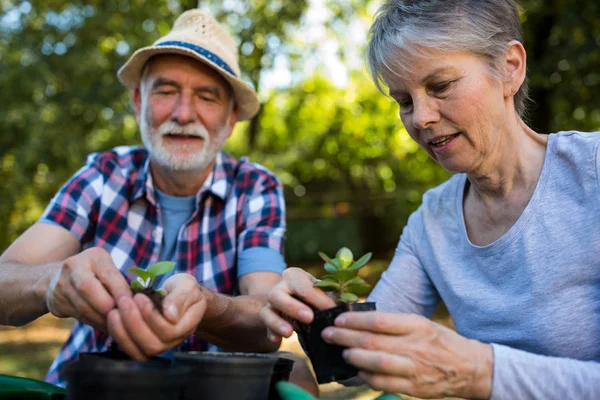 Jardinería de pareja mayor en el jardín — Foto de Stock