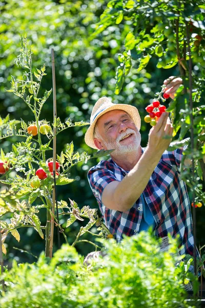 Homem sênior segurando tomate cereja — Fotografia de Stock
