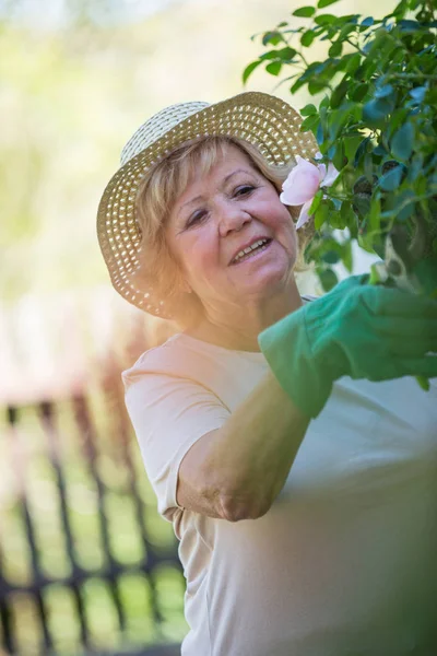 Starší žena oříznutí rostliny s zahradnické nůžky — Stock fotografie
