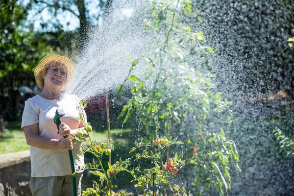 Senior woman watering plants with a hose — Stock Photo, Image
