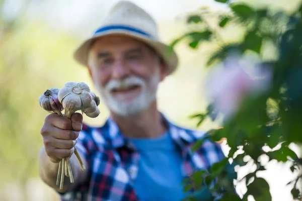 Senior man die van vers geplukte knoflook bol — Stockfoto