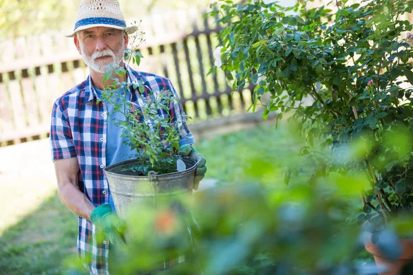 鉢植えで立っている年配の男性 — ストック写真