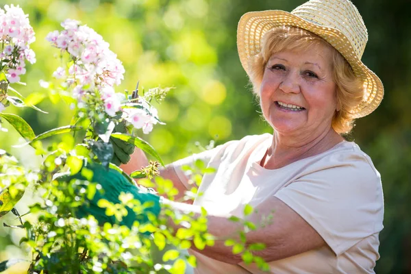 年配の女性が庭の花を調べる — ストック写真