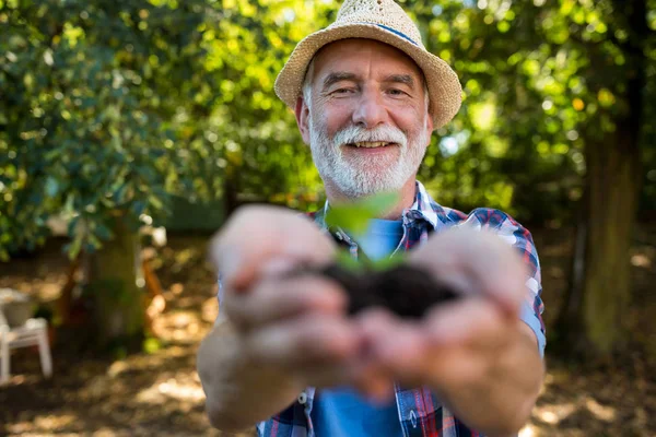Hombre mayor sosteniendo la cosecha en sus manos — Foto de Stock