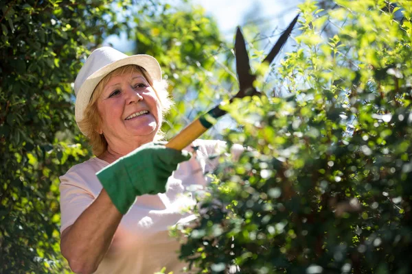 Donna anziana rifilatura piante con cesoie potatura — Foto Stock