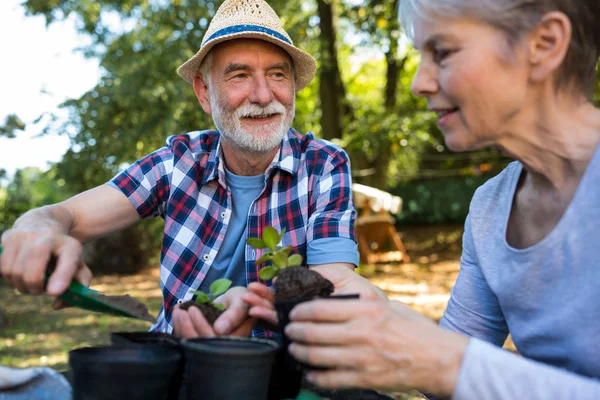 Giardinaggio di coppia anziana in giardino — Foto Stock