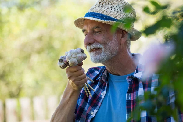 Hombre mayor oliendo bulbo de ajo recién recogido — Foto de Stock