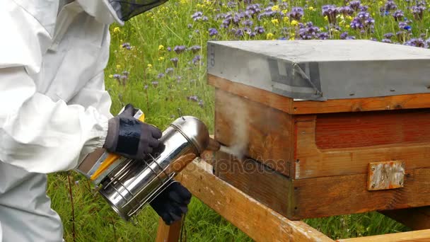 Beekeeper using bee smoker — Stock Video