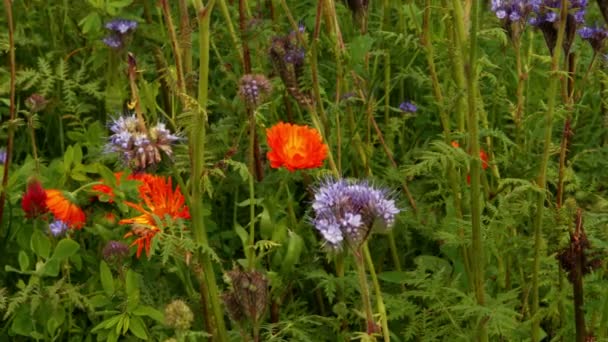 Diverse bloemen op veld — Stockvideo