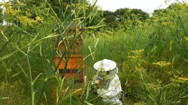 养蜂人使用蜜蜂吸烟者 — 图库视频影像