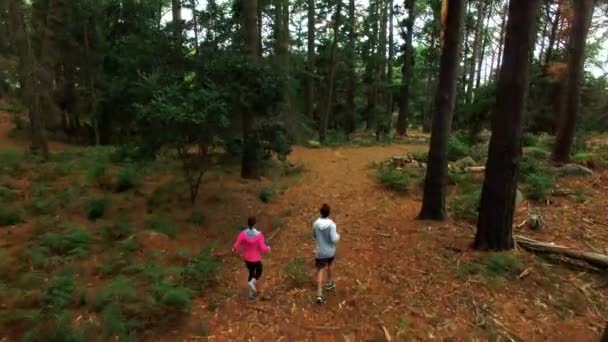 Par jogging på skogsstigen — Stockvideo