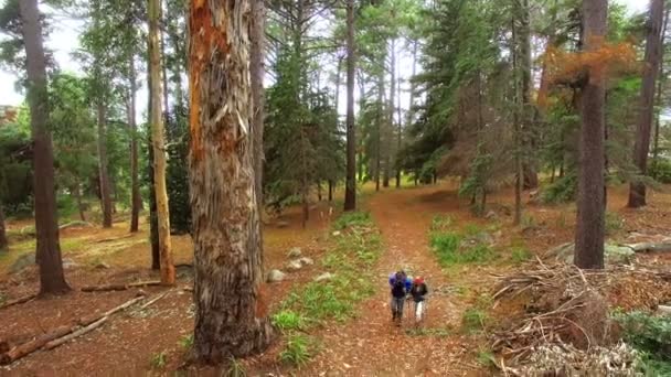 Coppia escursioni nella foresta — Video Stock