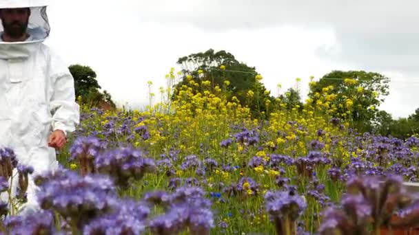 Beekeeper walking in the field — Stock Video