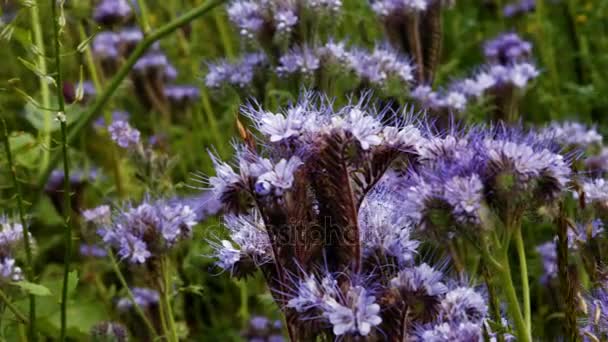 Lavender λουλούδια πεδίο — Αρχείο Βίντεο