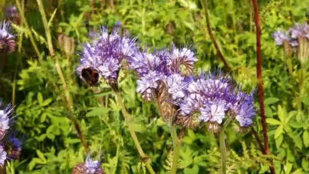 Abelha em uma flor de lavanda — Vídeo de Stock